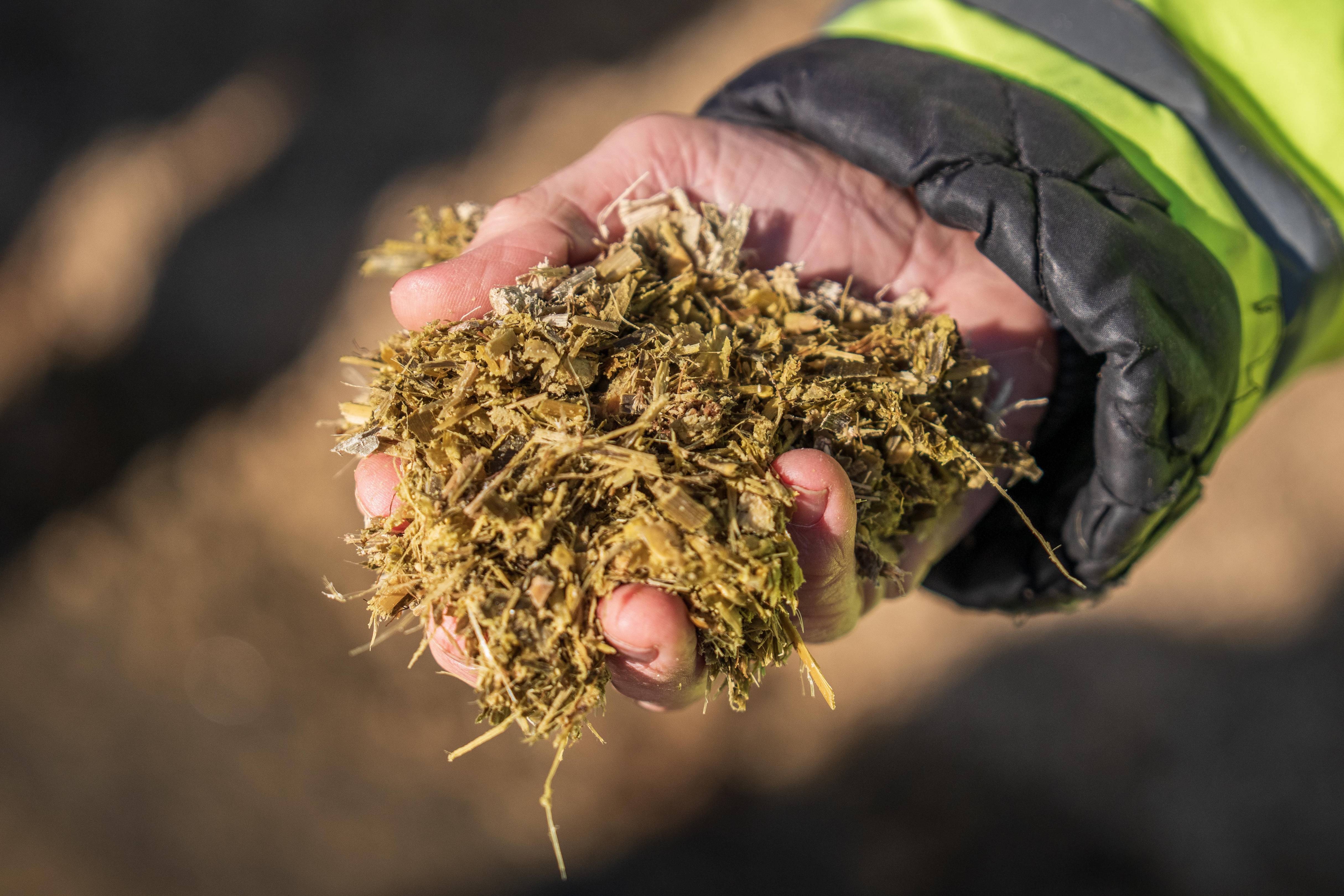 Biomass pellets close-up